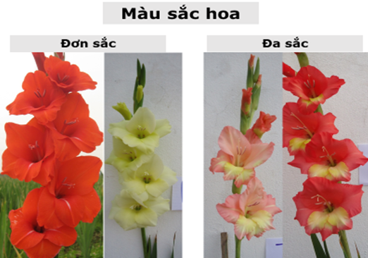 mau sac hoa_1665110927.png